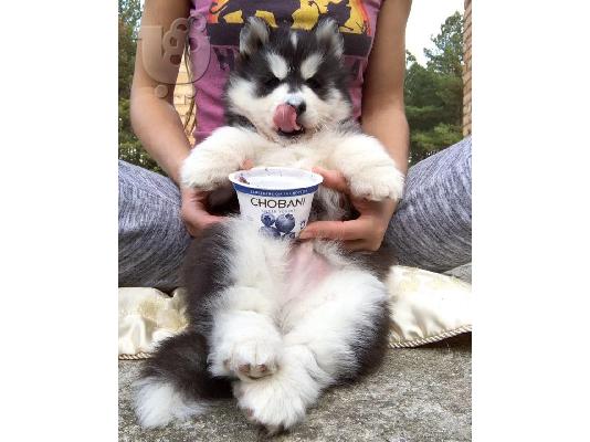 δροσερό σιβέζικο huskies Buddy και Ruddy